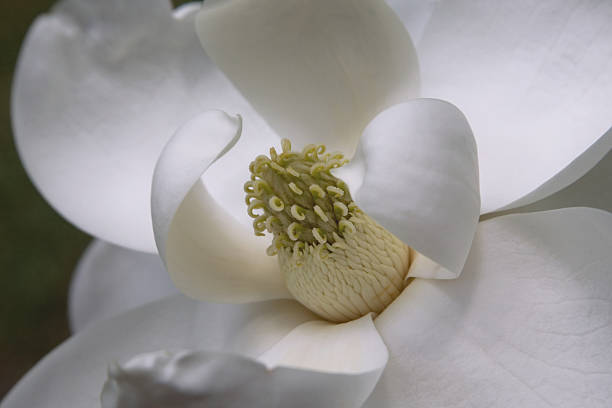 istock Magnolia grandiflora 518396772