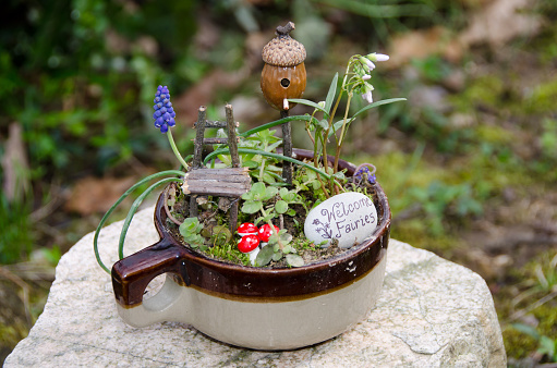 a garden with tiny plants arranged in a large cup. It includes a tiny acorn birdhouse and a twig chair just the right size for a fairy!