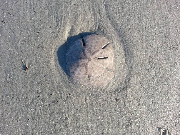 istock Sand dollar in the sand 518398048