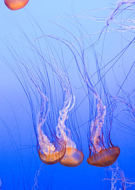 istock Sea Nettles 7 518398096