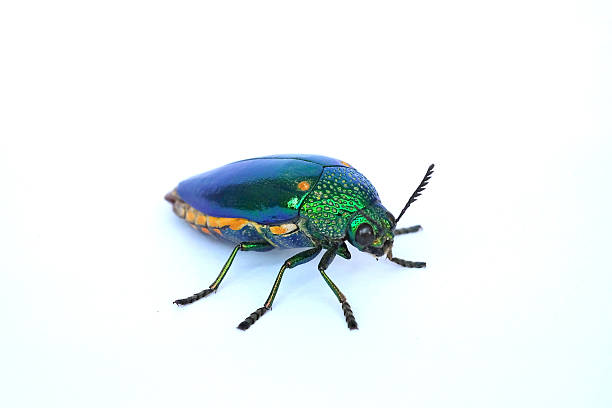 istock Jewel beetle isolated on white background 518398243
