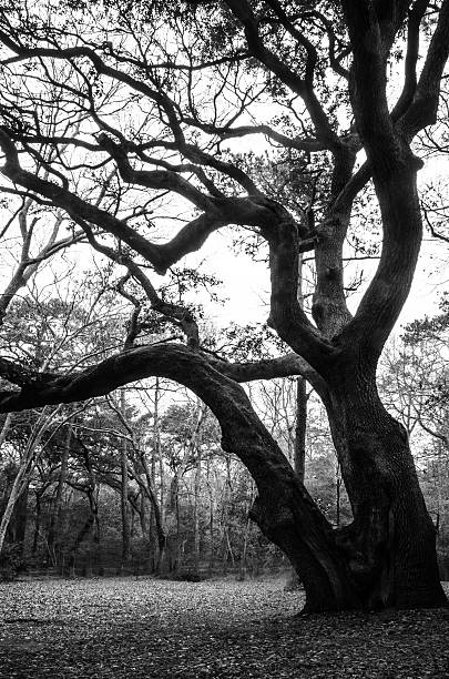 istock Black and White Live Oak Trees 518398406