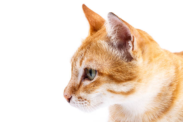 istock Portrait of red  cat 518398609