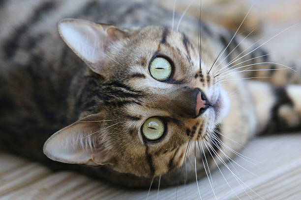 istock Bengal Cat's Face with Markings 518398986