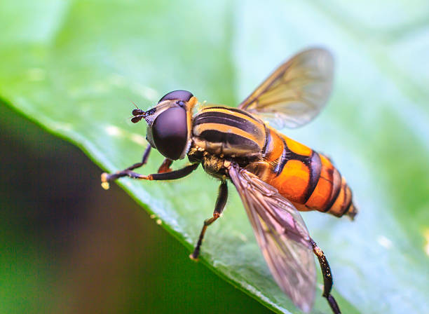 istock macro shot of fly 518400204