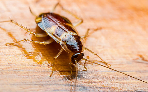 cockroach cockroach on the wooden floor cockroach stock pictures, royalty-free photos & images