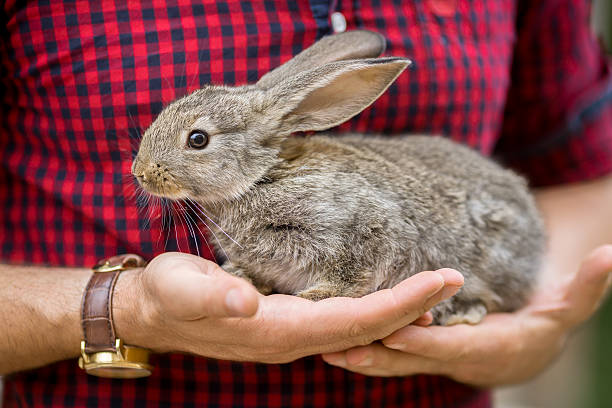 istock Rabbit. Animals and people 518400734