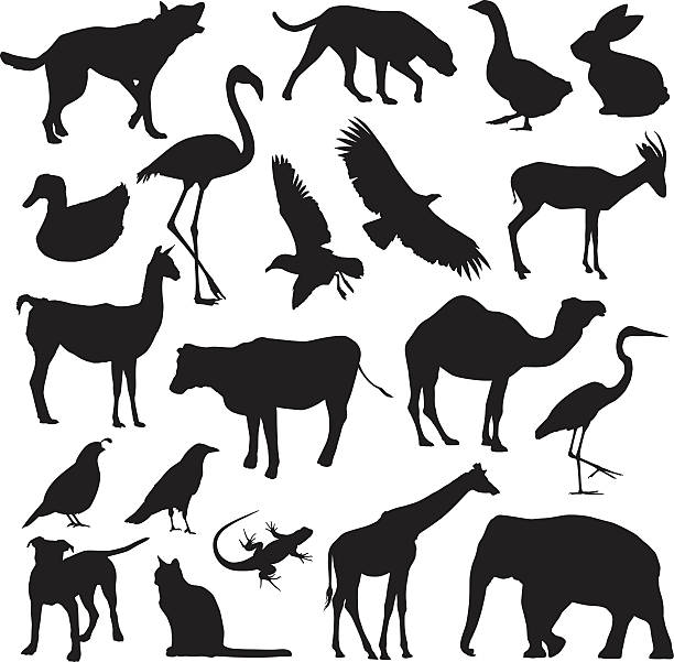 Animal Silhouettes Vector illustration of twenty different animals and birds. silhouette of a black and white rabbit stock illustrations