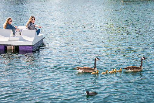 Two teenage girls pointing at a family of ducks on a paddle boat in a lake.