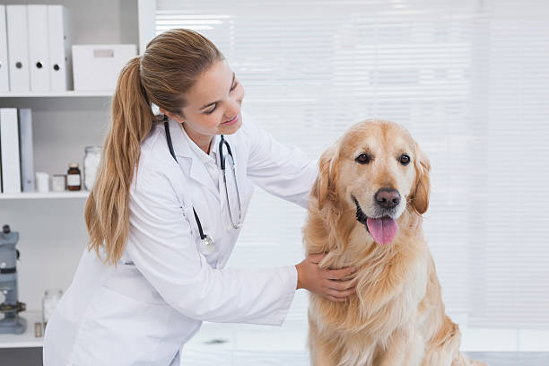 istock Happy vet giving labrador a check up 518401295