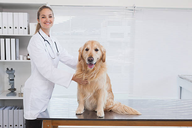 istock Happy vet giving labrador a check up 518401367