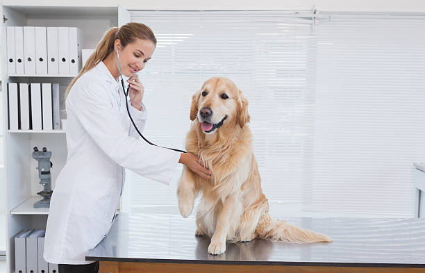 istock Happy vet giving labrador a check up 518401405