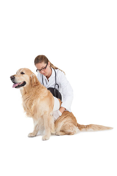 istock Smiling vet with a labrador 518401415