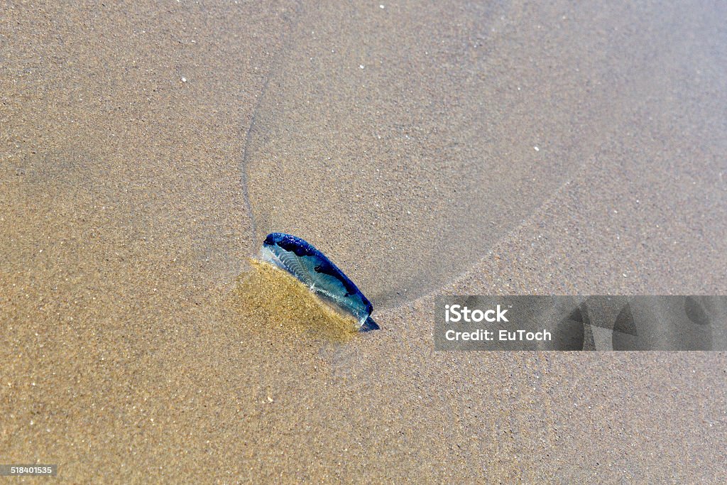 By-the-wind Sailor stuck in sand Blue Velella velella pleuston (or Purple Sail) stranded on ocean beach Blue Stock Photo