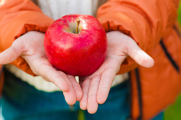 istock red apple in the children's hands in a park 518401589