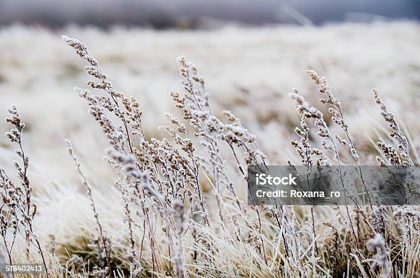 Frozen Meadow Flower Stock Photo - Download Image Now - Animal Wildlife, Backgrounds, Beauty In Nature