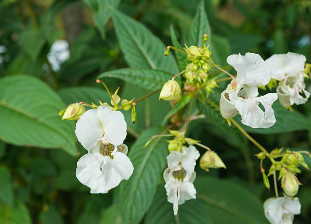 fleur blanche de balsamine de l'himalaya - balsamine de lhimalaya photos et images de collection