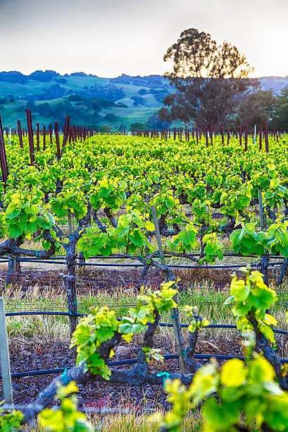 Photo of Vineyard Sunset