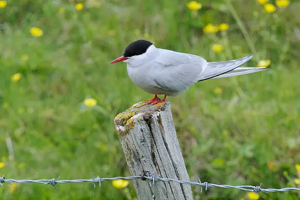 Adult breeding Arctic Tern (Sterna paradisaea) perched on a wooden fence-post in Iceland, August. Semi-focussed meadow grass and flowers behind. Landscape format.