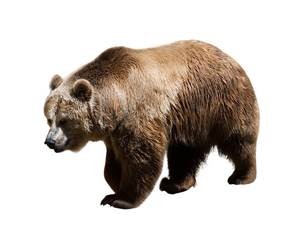 istock Adult bear. Isolated 518403063