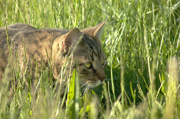 istock Cat on green grass hunting for the mouse 518404113