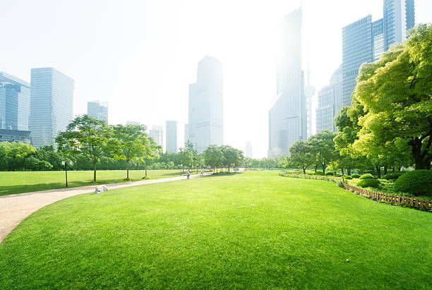 парк в шанхае lujiazui финансовый центр, китай - forest sky green tree стоковые фото и изображения