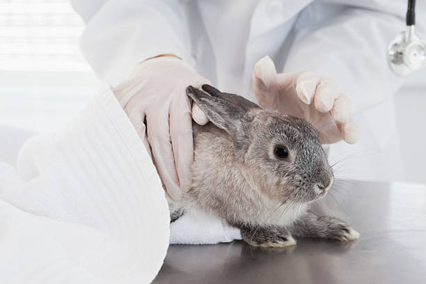 istock Veterinarian petting a cute rabbit 518404211