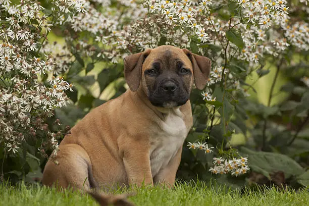 Photo of farmer's dog puppy