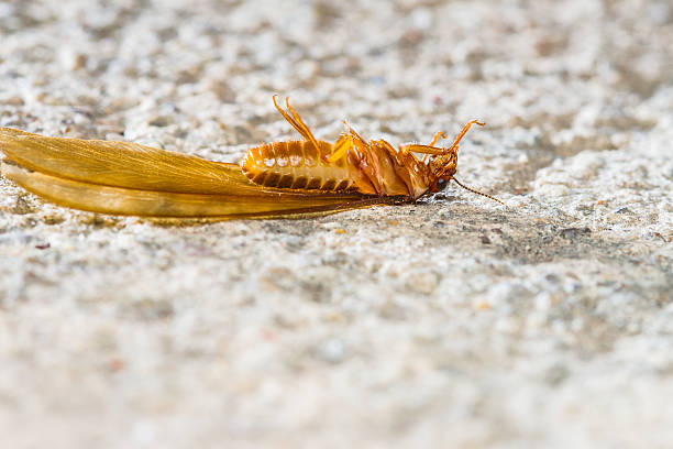 Termit biały ant – zdjęcie