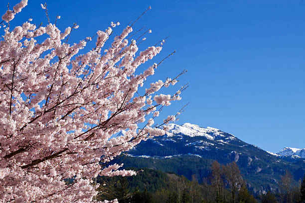 istock Cherry Blossom and Snowcapped Mountains. 518407466