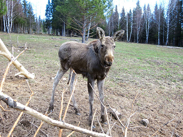 A female moose stands in an agricultural field, eastern Poland
