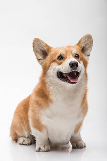 istock Male pembroke welsh corgi posing on white background smiling 518410122