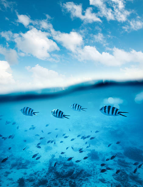 istock Tropical Fishes 518410782