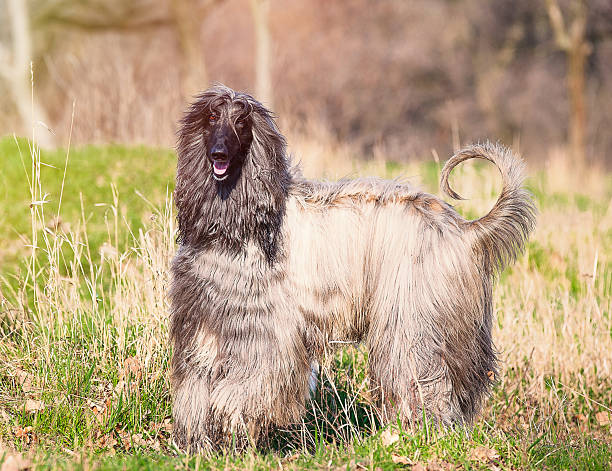 istock photo of the dog 518411640