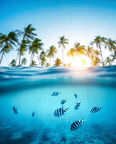 Group of zebra fishes swimming in the sea. Combined underwater and surface view. Background: Blurred palm trees on Zanzibar island (Africa),