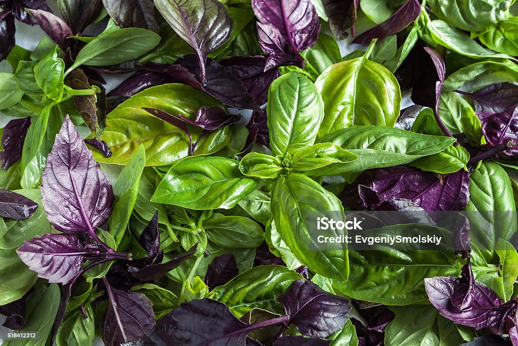 basil leaf leaves are green and purple basil Basil Stock Photo