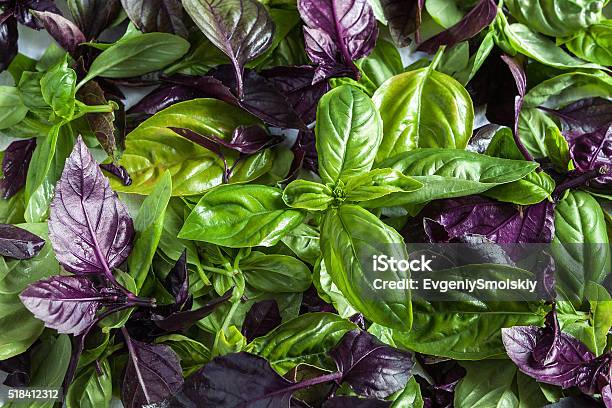 Basil Leaf Stock Photo - Download Image Now - Basil, Purple, Close-up