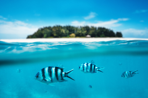 Group of zebra fishes swimming in the sea. Combined underwater and surface view. Background: Blurred Mnemba island which is part of Zanzibar Archipelago (Tanzania, Africa),