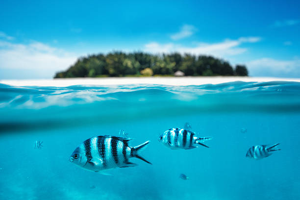 Snorkling On Zanzibar Island Group of zebra fishes swimming in the sea. Combined underwater and surface view. Background: Blurred Mnemba island which is part of Zanzibar Archipelago (Tanzania, Africa), blue damsel fish photos stock pictures, royalty-free photos & images