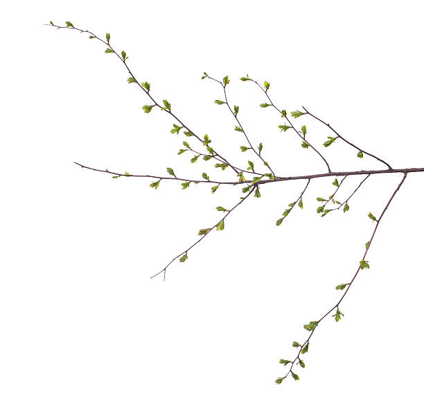 istock Early spring flowering green tree branch isolated on white 518413090