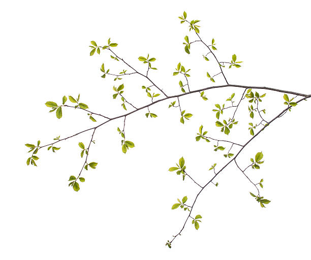 istock Early spring flowering green tree branch isolated on white. 518413106