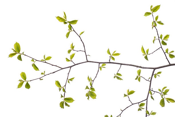 istock Early spring flowering green tree branch isolated on white. 518413134