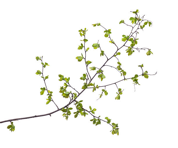 istock Early spring flowering green tree branch isolated on white. 518413178