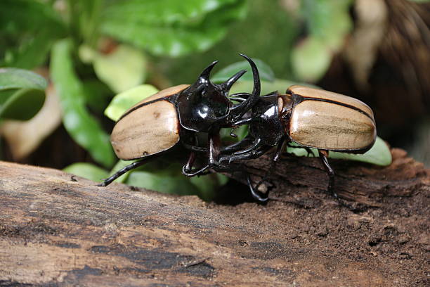 istock Rhinoceros beetle 5 He Green fight. 518422602