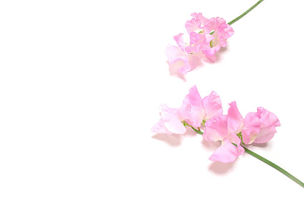 istock pink sweet pea flowers in white #2 518422604
