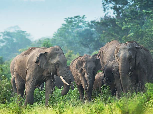istock Indian elephant at Reserve Forest, West Bengal, India 518423452