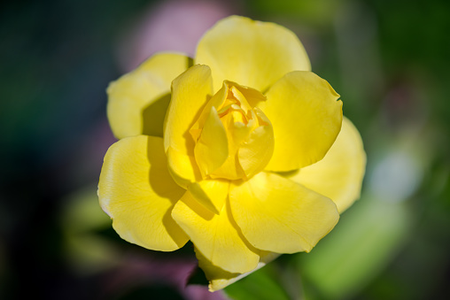 One yellow rose in a garden