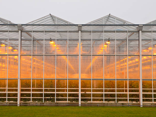 istock commercial glasshouse 518423908