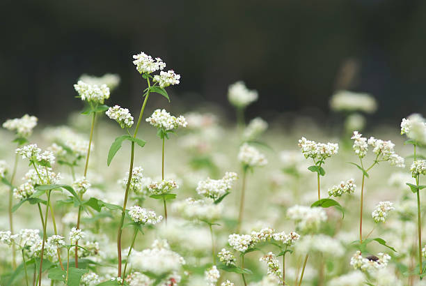 istock Flowers of buckwheat 518424007