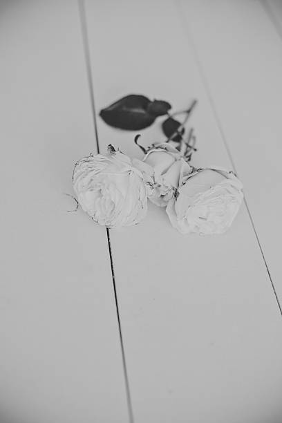 istock the flower is on a wooden box 518424370